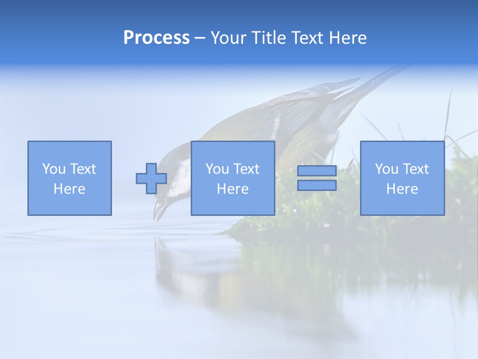 Thirsty Water Parus Major PowerPoint Template
