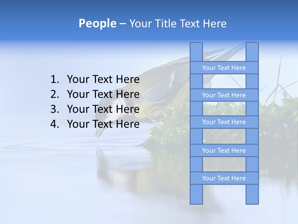 Thirsty Water Parus Major PowerPoint Template