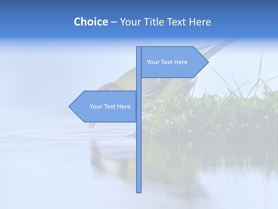 Thirsty Water Parus Major PowerPoint Template