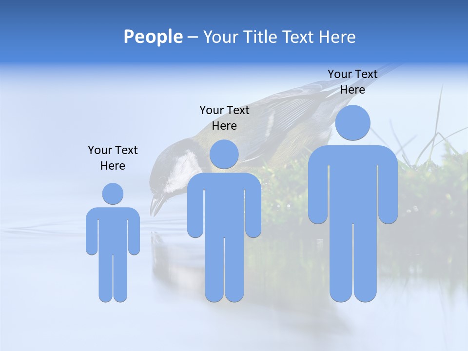 Thirsty Water Parus Major PowerPoint Template