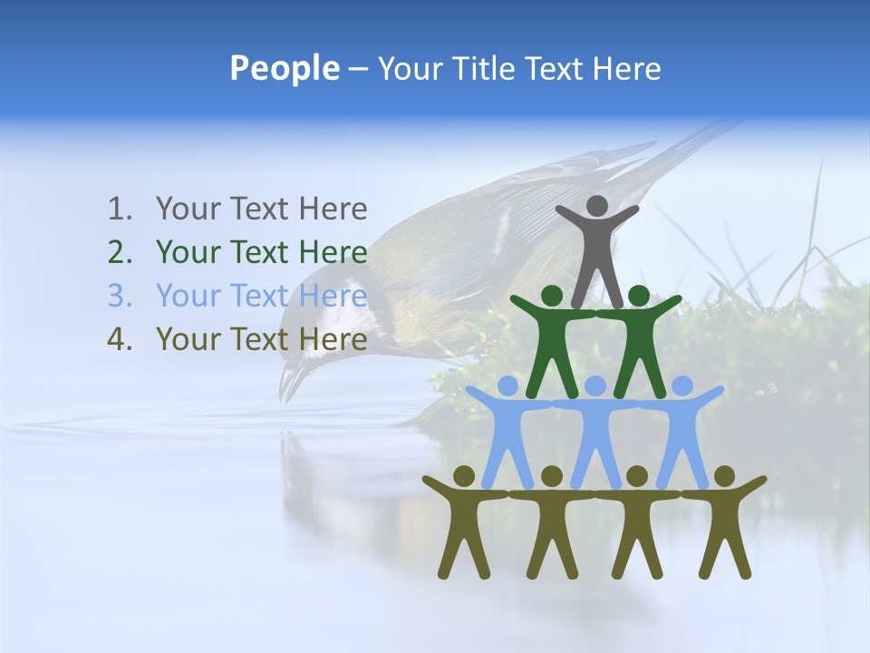 Thirsty Water Parus Major PowerPoint Template