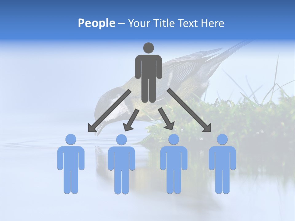 Thirsty Water Parus Major PowerPoint Template