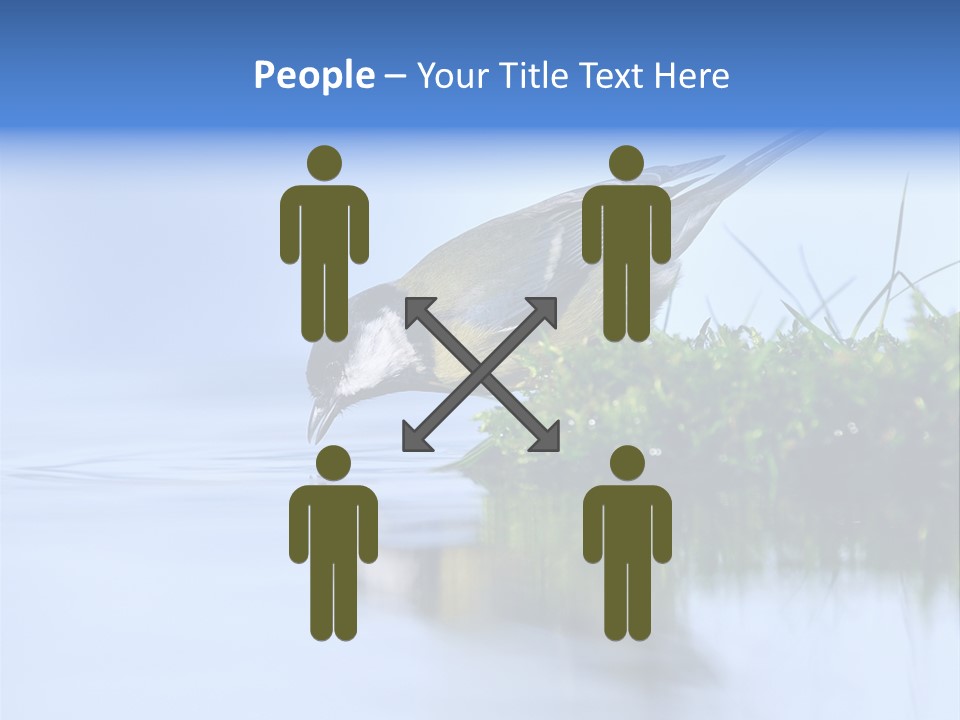 Thirsty Water Parus Major PowerPoint Template