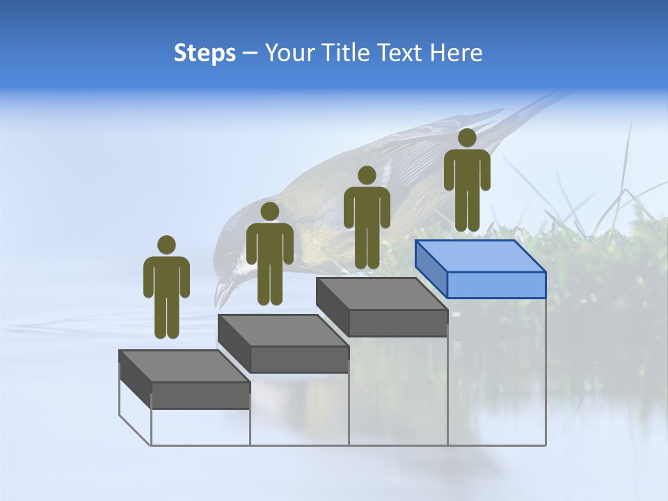 Thirsty Water Parus Major PowerPoint Template