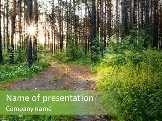 Light Beautiful Sunset PowerPoint Template