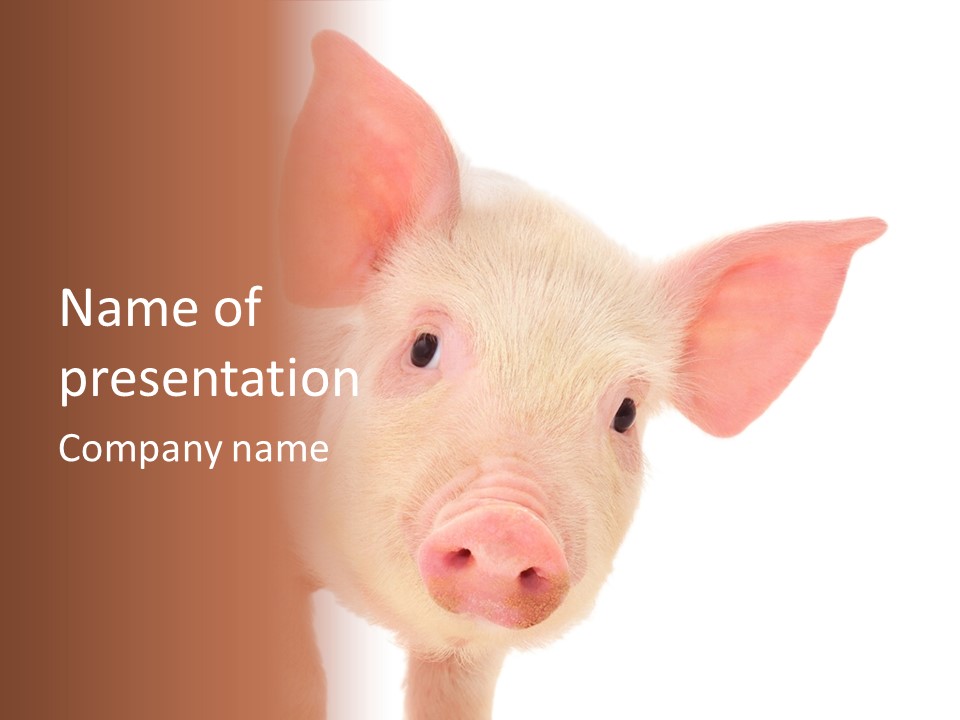 Animals Studio Mammal PowerPoint Template