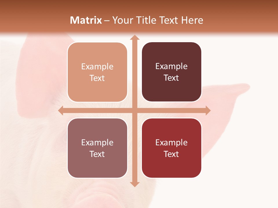 Animals Studio Mammal PowerPoint Template