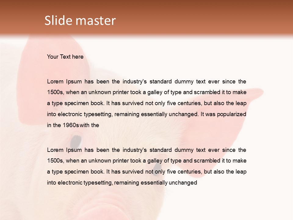 Animals Studio Mammal PowerPoint Template