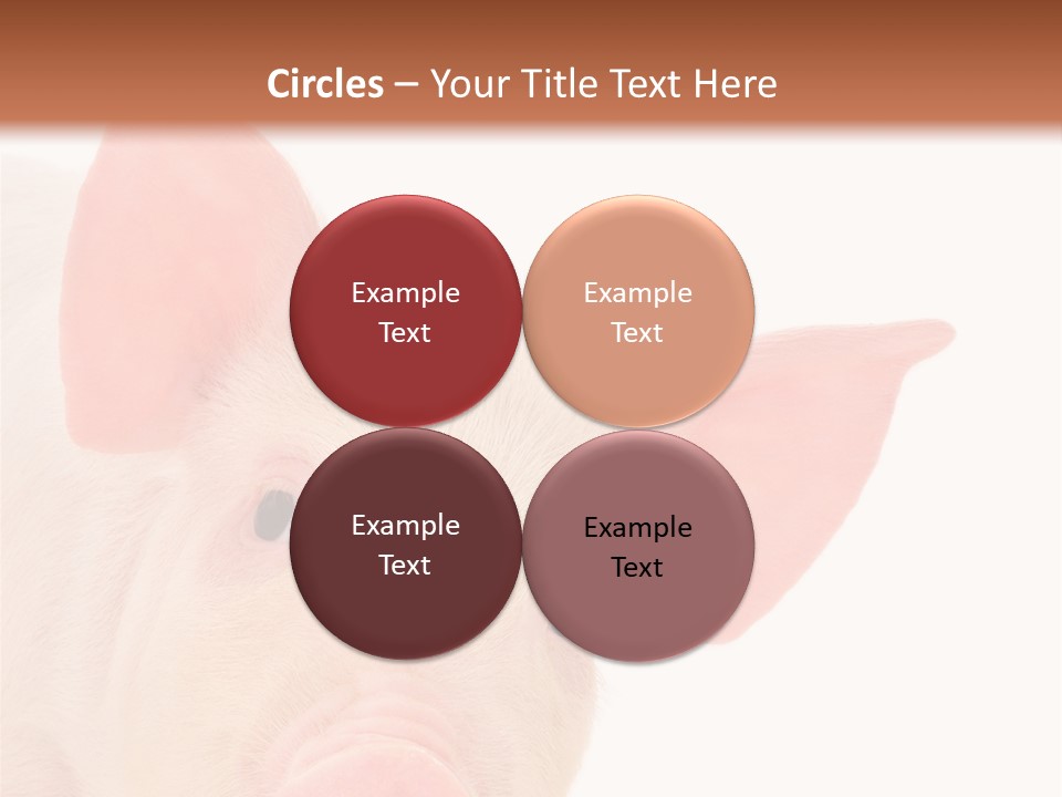 Animals Studio Mammal PowerPoint Template