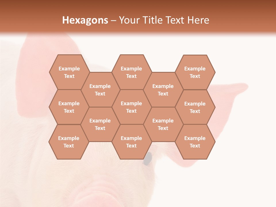 Animals Studio Mammal PowerPoint Template