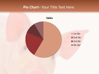 Animals Studio Mammal PowerPoint Template