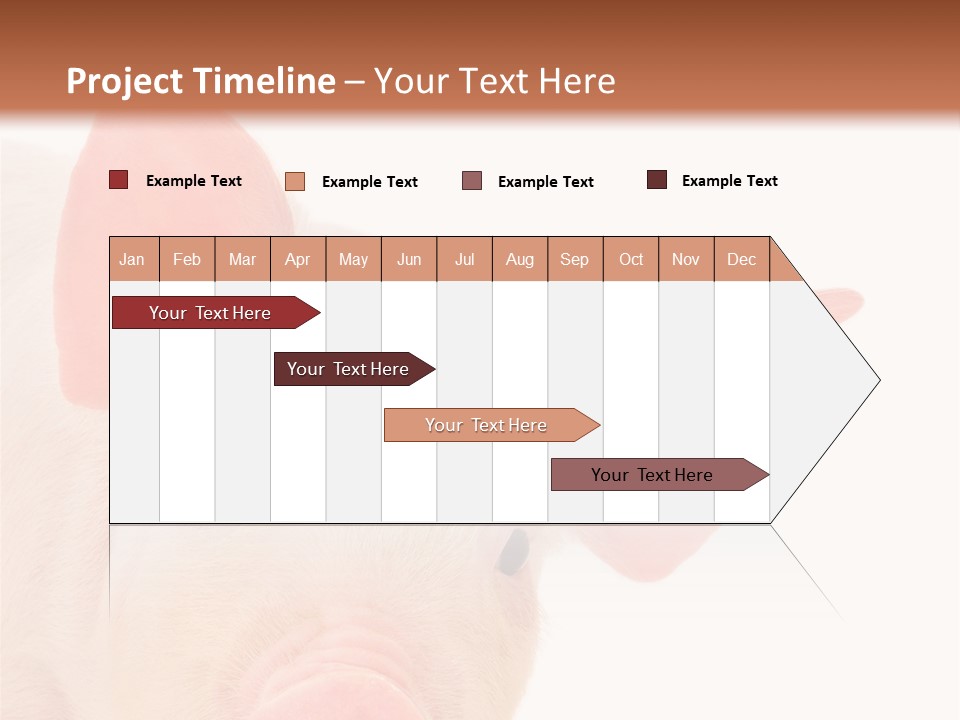 Animals Studio Mammal PowerPoint Template