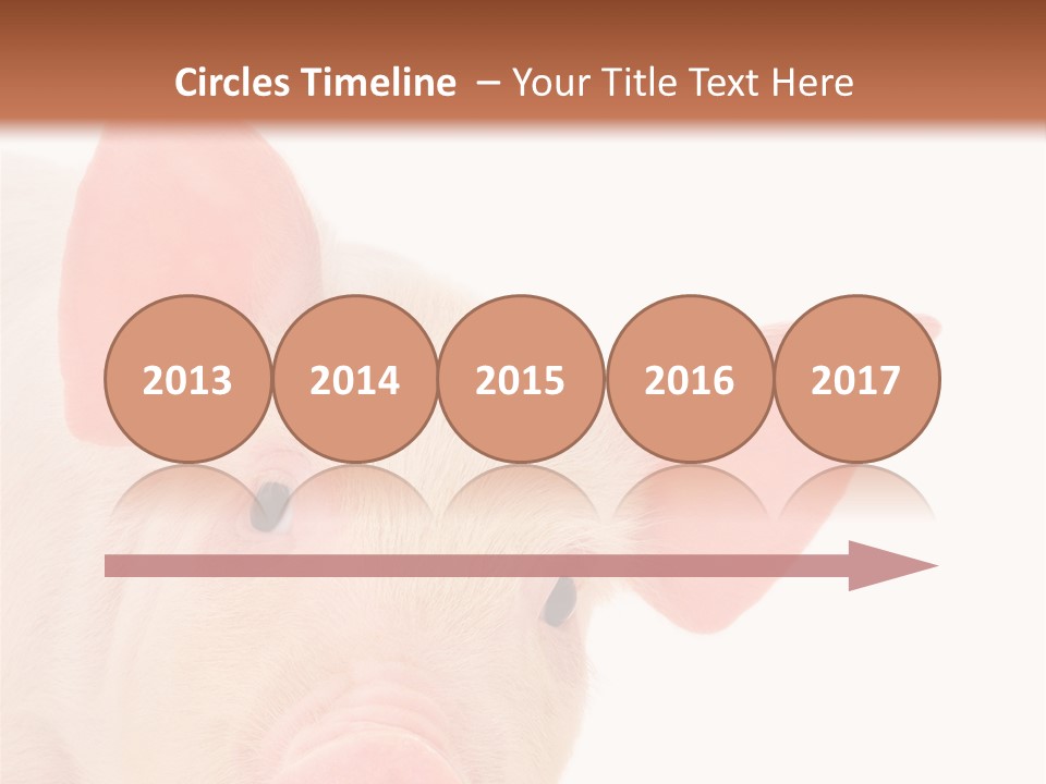 Animals Studio Mammal PowerPoint Template