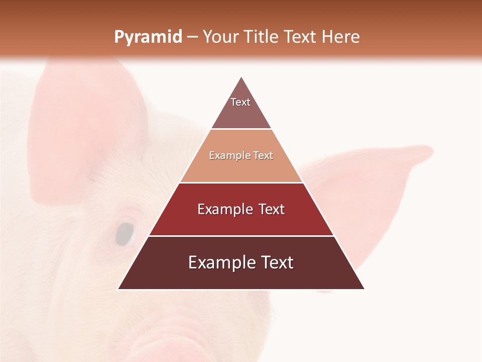 Animals Studio Mammal PowerPoint Template