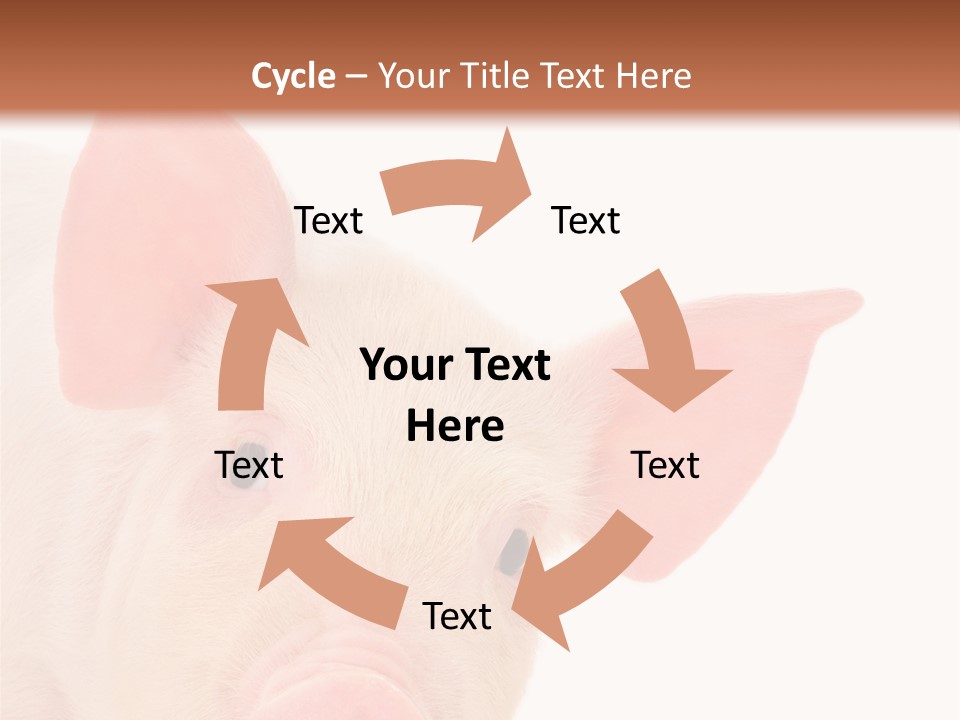 Animals Studio Mammal PowerPoint Template