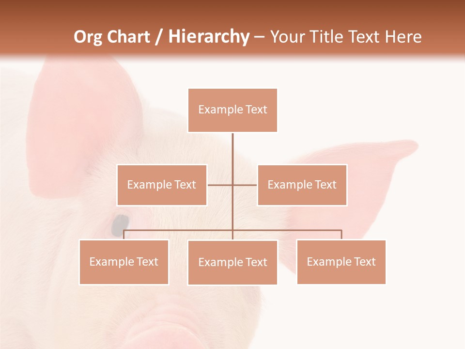 Animals Studio Mammal PowerPoint Template