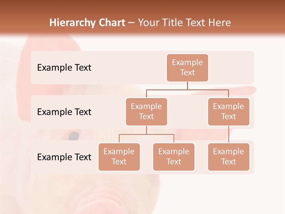 Animals Studio Mammal PowerPoint Template