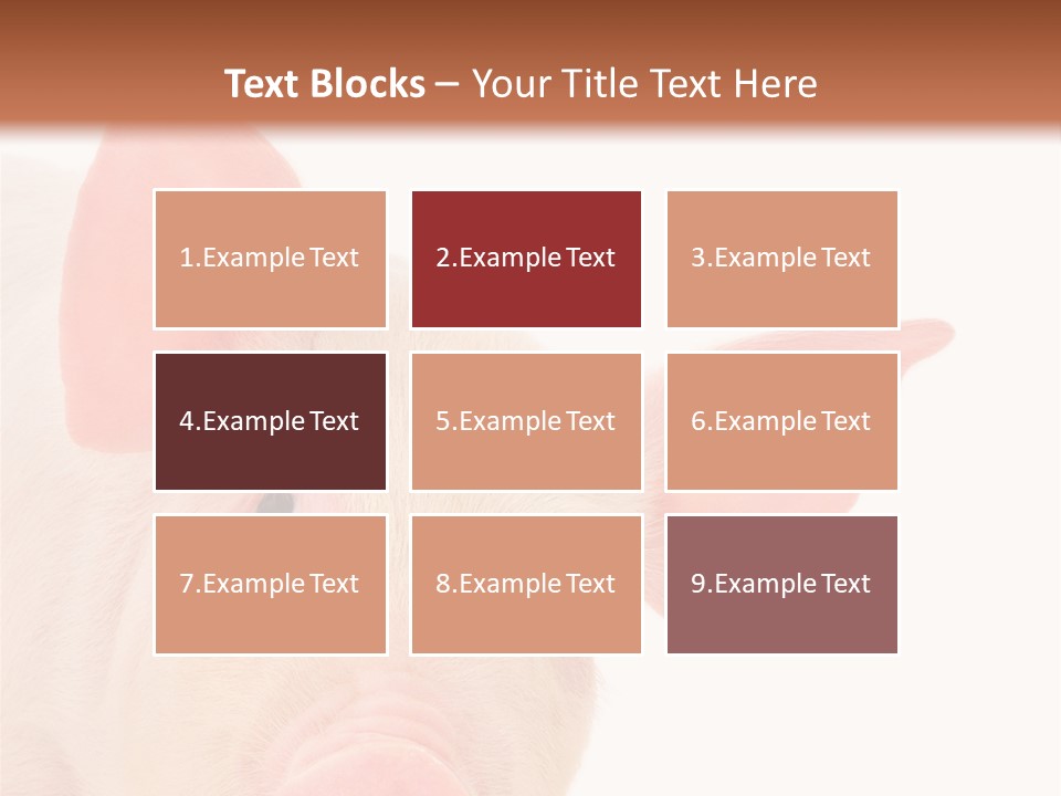 Animals Studio Mammal PowerPoint Template