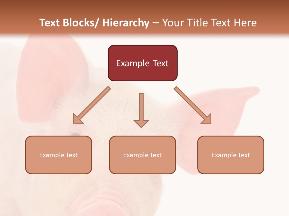 Animals Studio Mammal PowerPoint Template