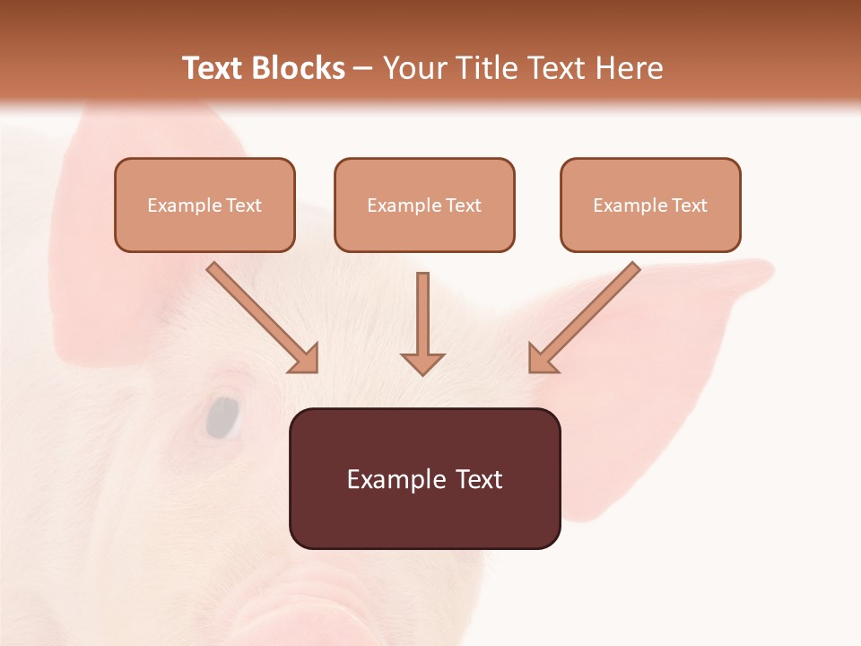 Animals Studio Mammal PowerPoint Template