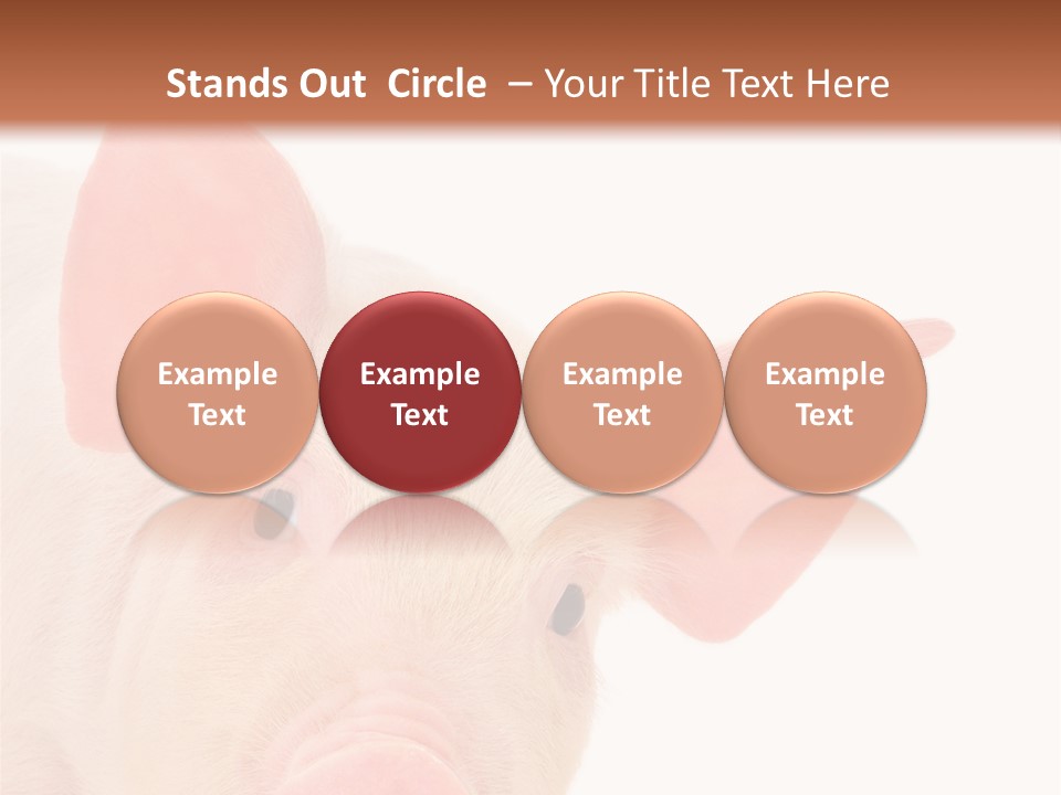 Animals Studio Mammal PowerPoint Template