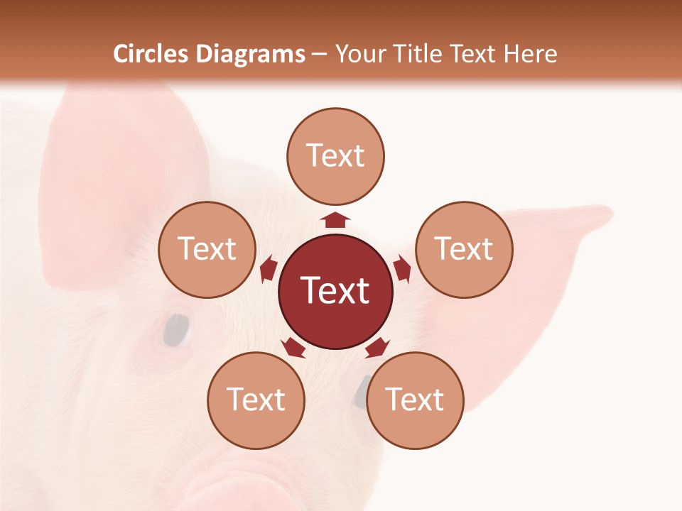 Animals Studio Mammal PowerPoint Template