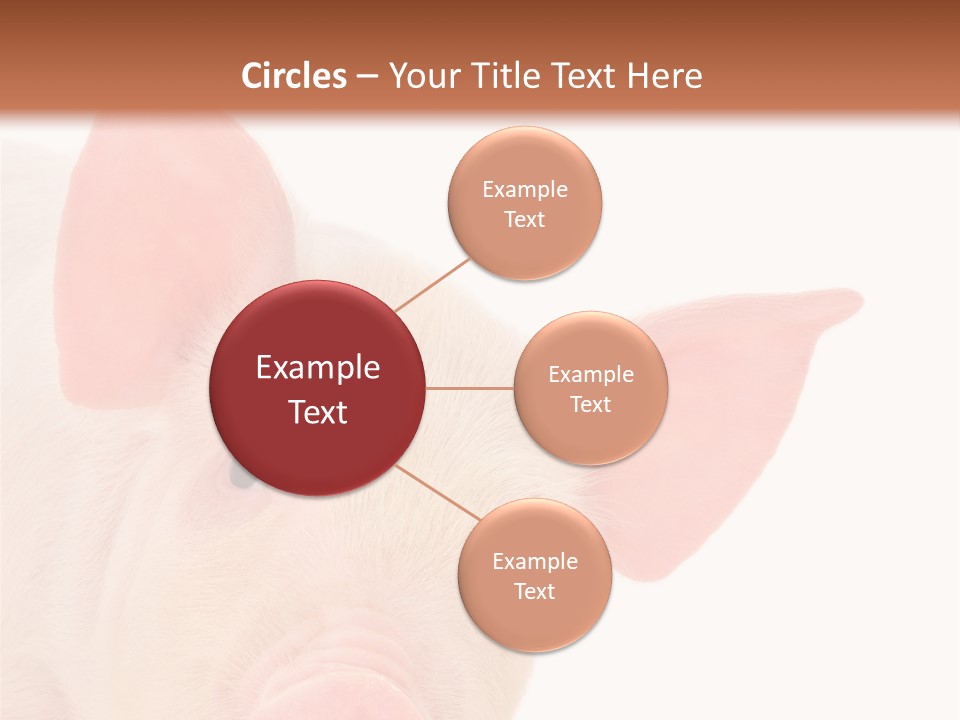 Animals Studio Mammal PowerPoint Template