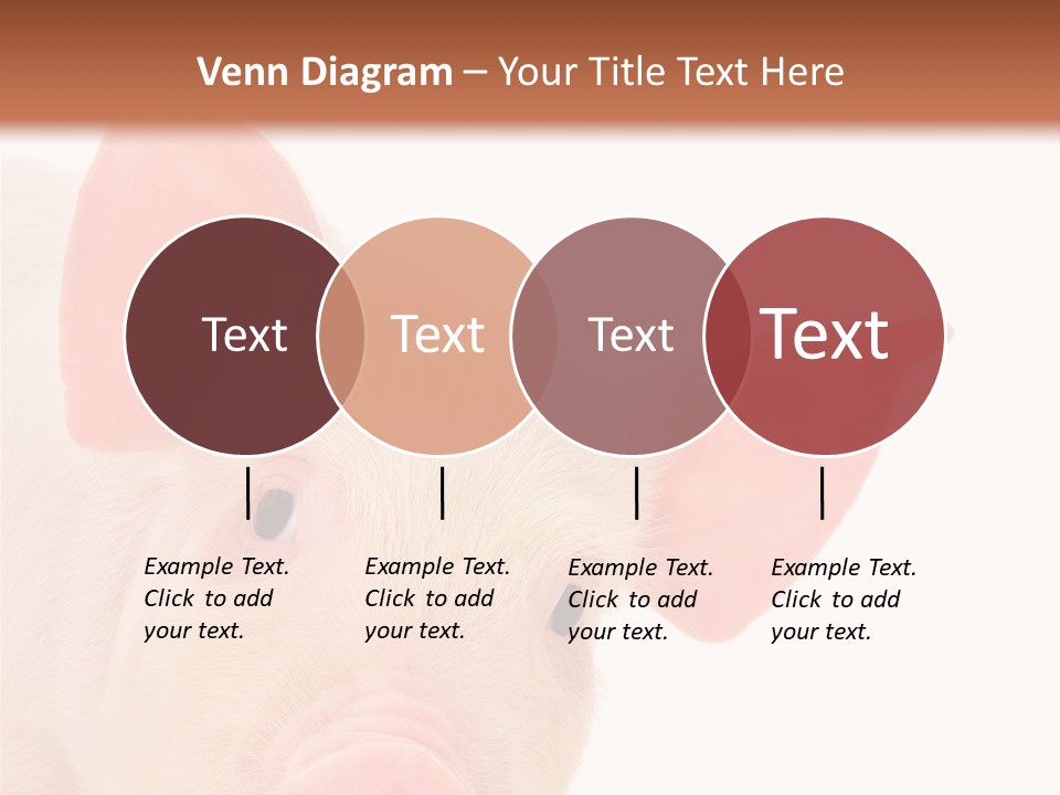 Animals Studio Mammal PowerPoint Template