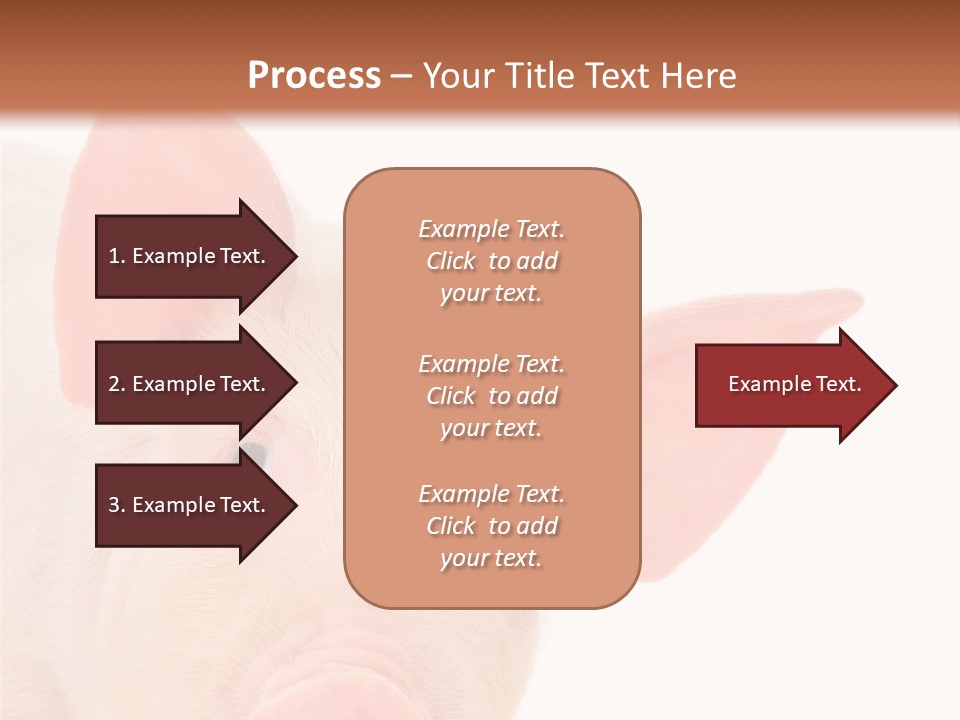 Animals Studio Mammal PowerPoint Template