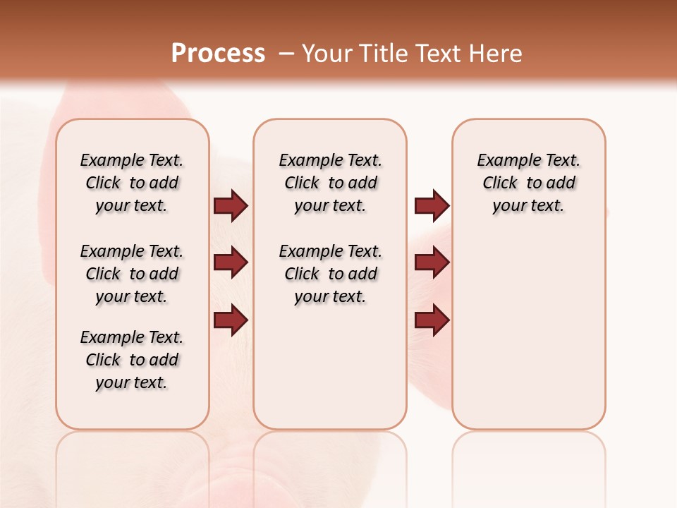 Animals Studio Mammal PowerPoint Template