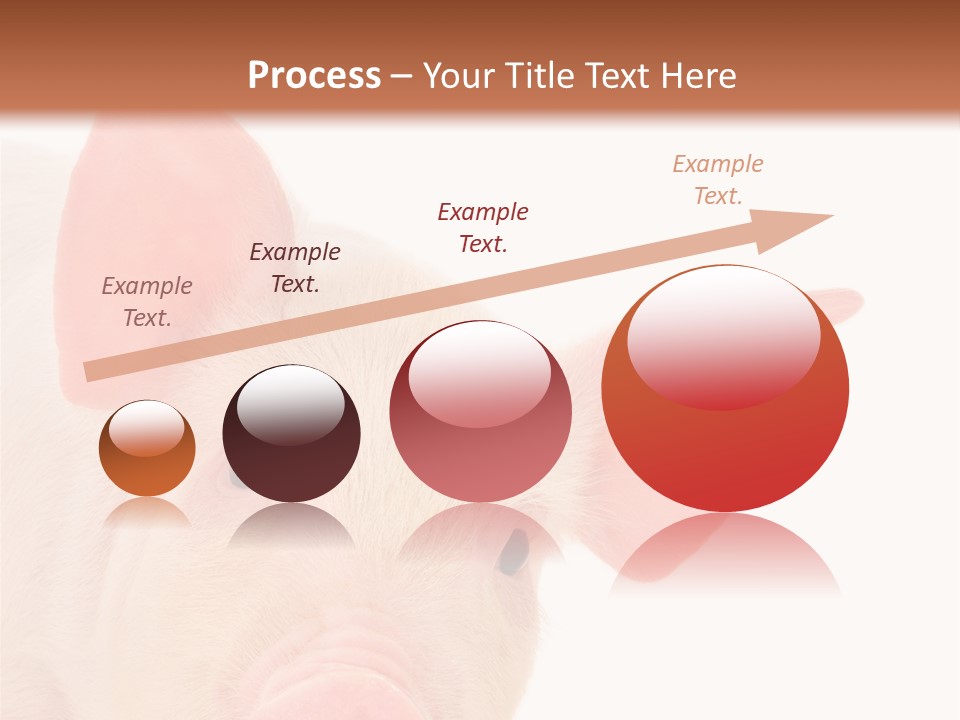 Animals Studio Mammal PowerPoint Template