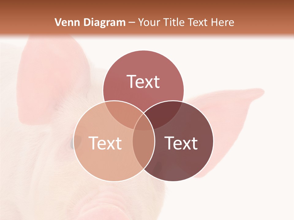 Animals Studio Mammal PowerPoint Template