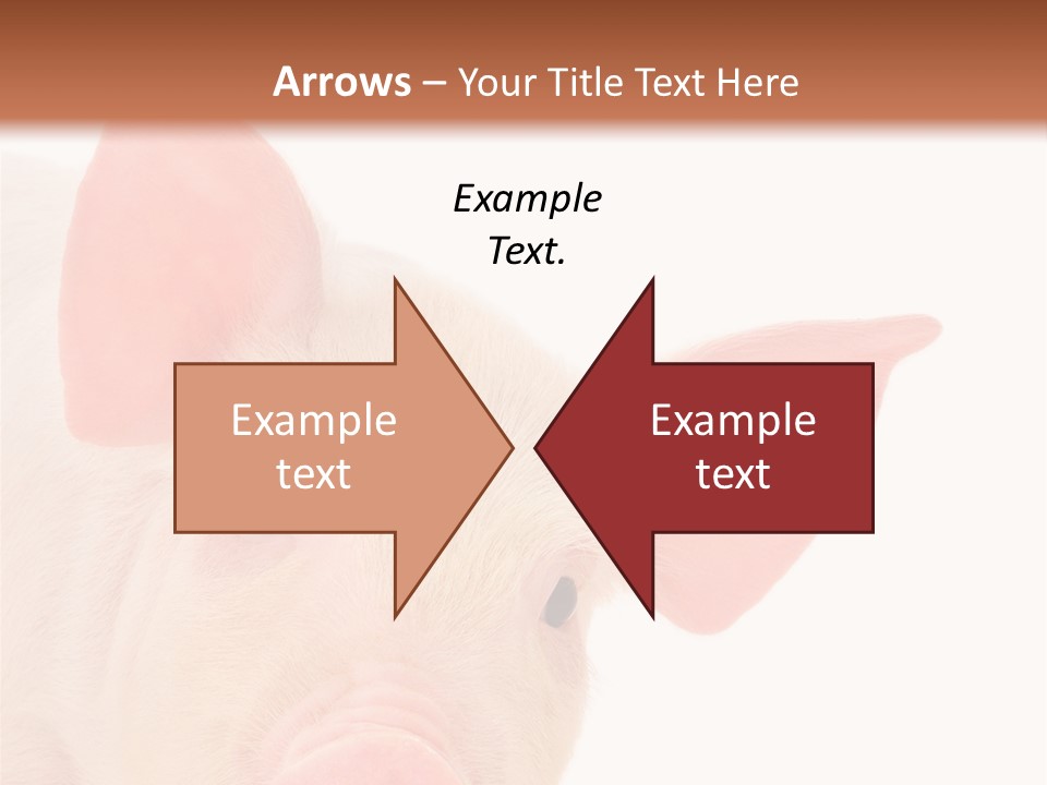 Animals Studio Mammal PowerPoint Template