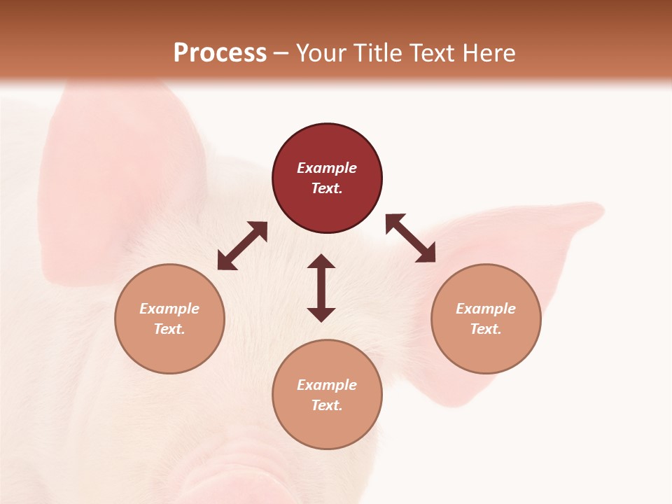 Animals Studio Mammal PowerPoint Template