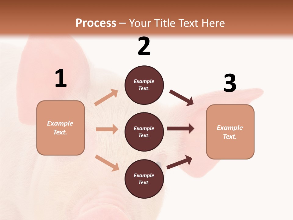 Animals Studio Mammal PowerPoint Template