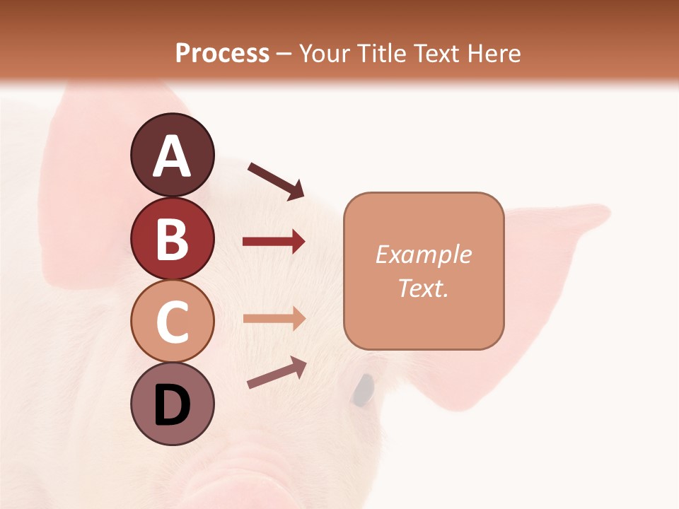 Animals Studio Mammal PowerPoint Template