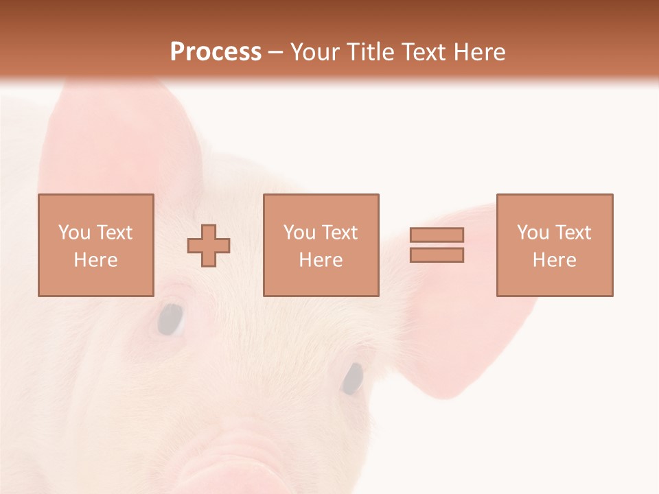 Animals Studio Mammal PowerPoint Template