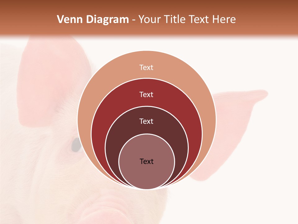 Animals Studio Mammal PowerPoint Template