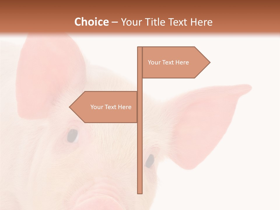 Animals Studio Mammal PowerPoint Template