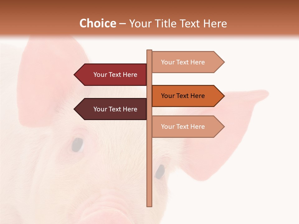 Animals Studio Mammal PowerPoint Template