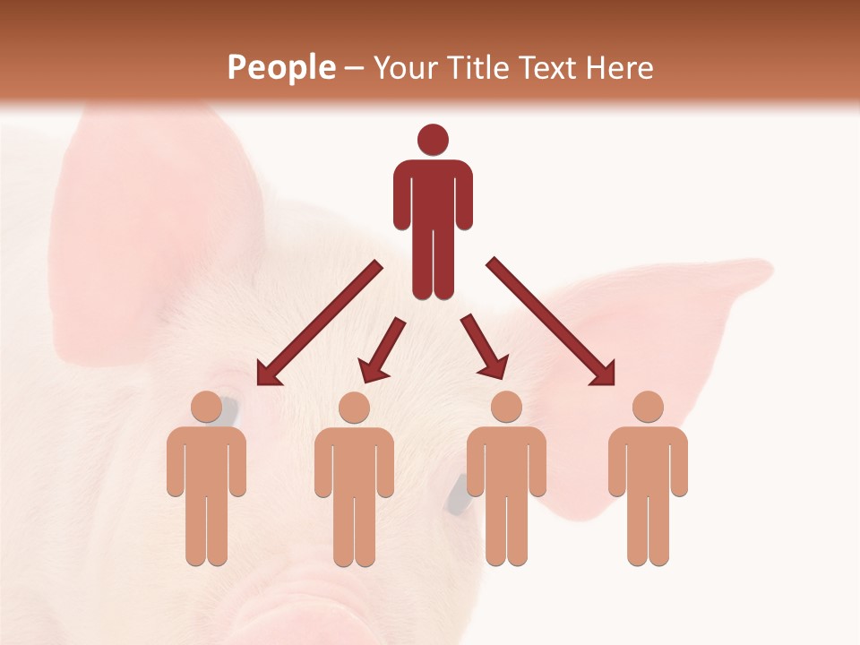 Animals Studio Mammal PowerPoint Template