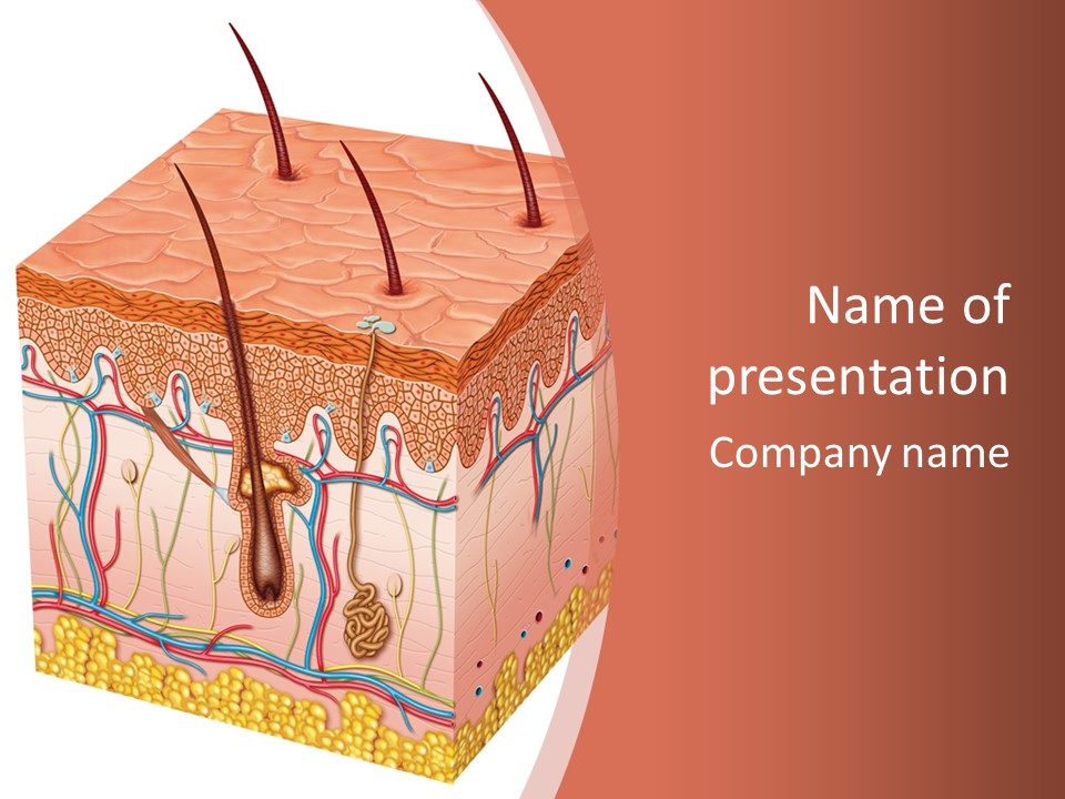 Skin Human Cells PowerPoint Template