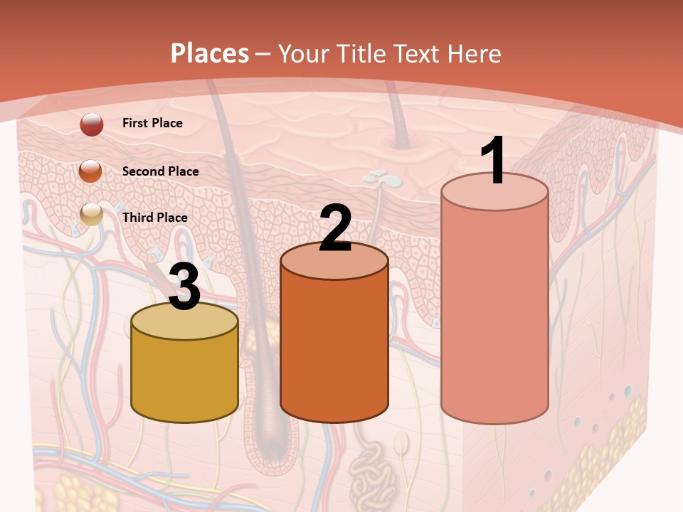 Skin Human Cells PowerPoint Template