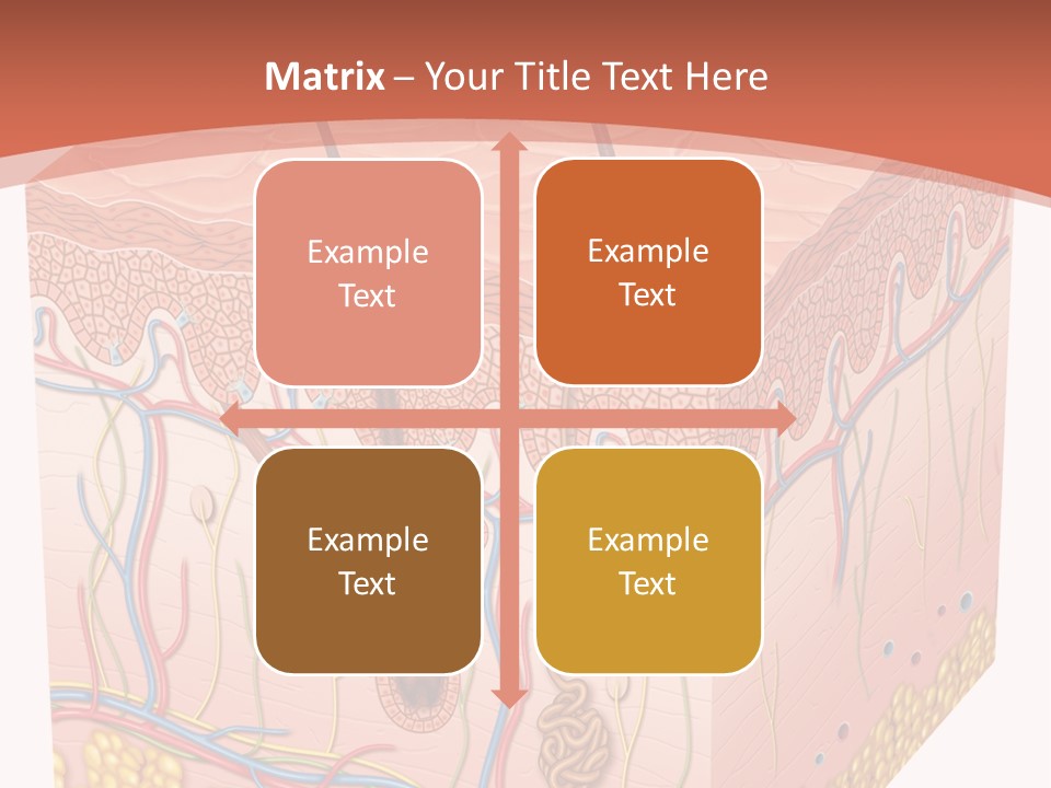 Skin Human Cells PowerPoint Template