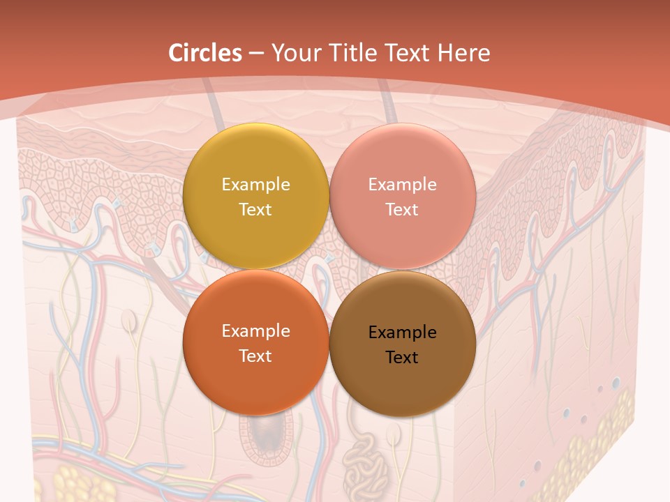 Skin Human Cells PowerPoint Template