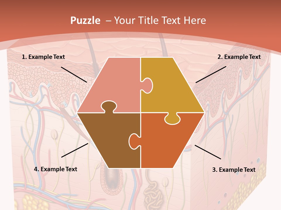 Skin Human Cells PowerPoint Template