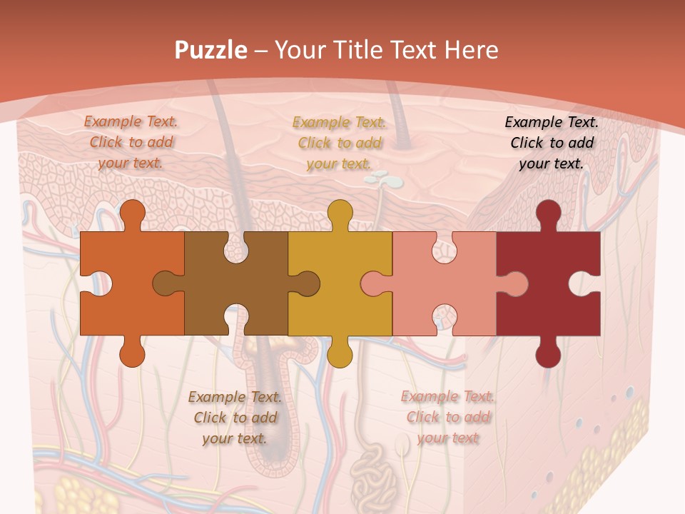 Skin Human Cells PowerPoint Template
