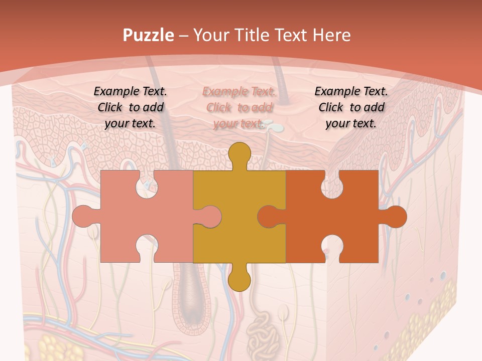 Skin Human Cells PowerPoint Template