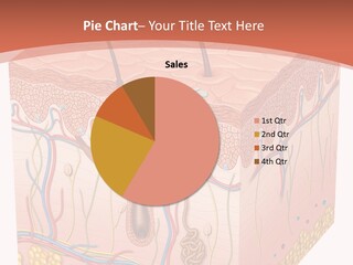 Skin Human Cells PowerPoint Template