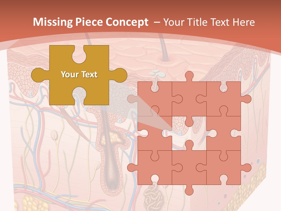 Skin Human Cells PowerPoint Template